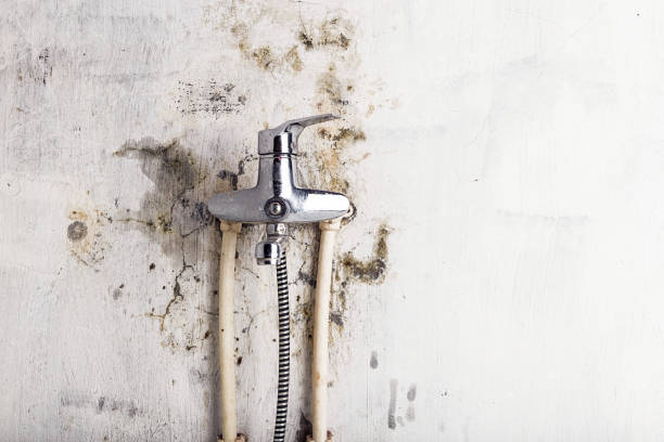 Best Emergency Mold Remediation in Minor, AL