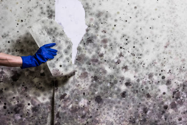 Best Attic Mold Remediation in Minor, AL