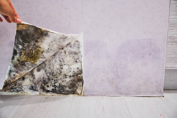 Best Commercial Mold Remediation in Minor, AL